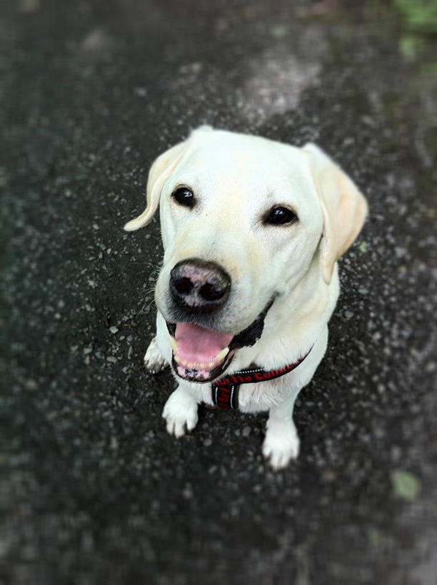 无人,坐,竖图,俯视,室外,特写,宠物,狗,挪威,首都,张嘴,家畜,摄影,肖像,拉布拉多犬,张大嘴巴,奥斯陆,张开嘴,彩图,高角度拍摄,宠物项圈