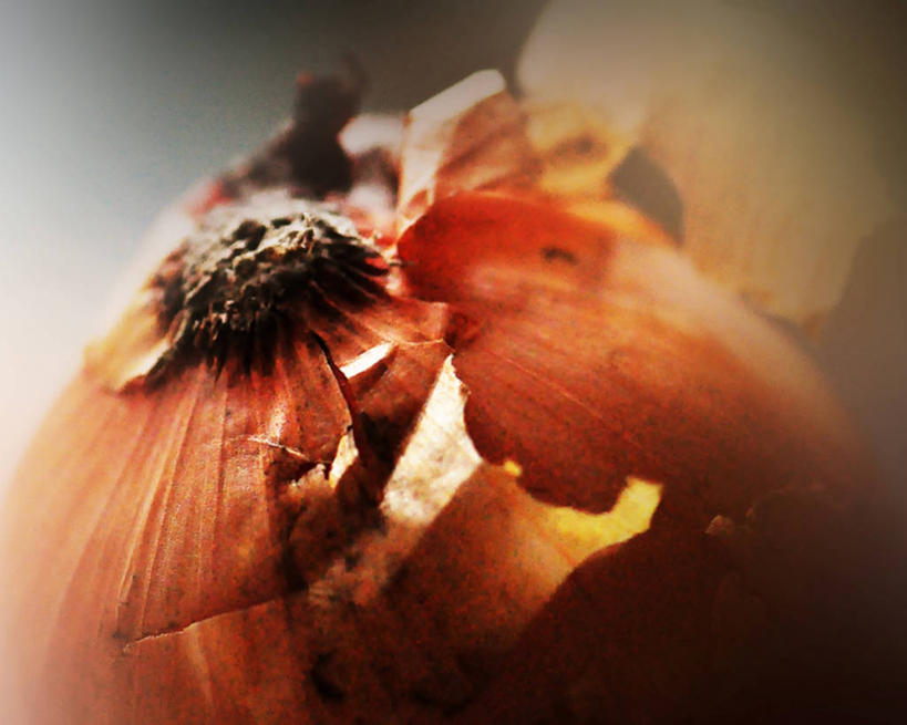 无人,横图,室内,特写,白天,蔬菜,洋葱,荷兰,果皮,饮食,摄影,部分,简单,北布拉班特,彩图