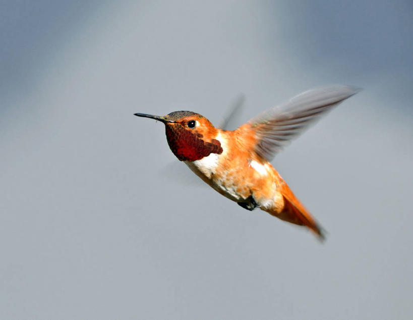 无人,横图,室外,特写,白天,蜂鸟,野生动物,美国,鱼,飞,鱼类,摄影,拍打,加利福尼亚,水生动物,水生物,鳉鱼,红河鳉,鳉,彩图,淡水生物