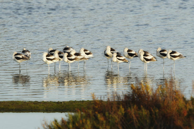 无人,站,横图,室外,白天,海洋,水,野生动物,美国,一群,许多,反射,反嘴鹬,很多,草,自然,摄影,宁静,脆弱,加利福尼亚,潘塔纳尔湿地,彩图,小睡