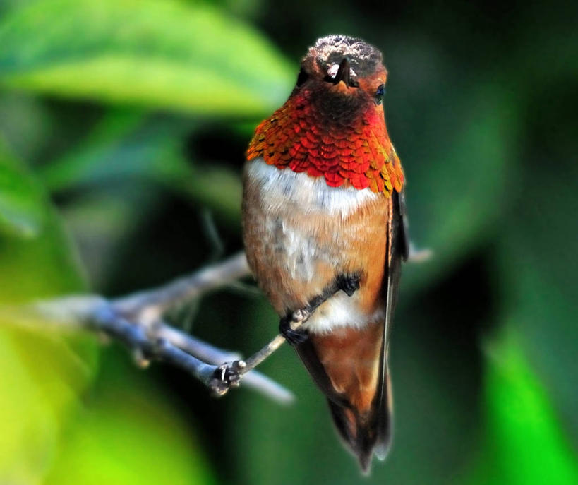 无人,横图,室外,特写,白天,蜂鸟,野生动物,美国,鸟类,鱼,庭院,鱼类,自然,摄影,栖息,加利福尼亚,水生动物,水生物,鳉鱼,红河鳉,鳉,彩图,淡水生物