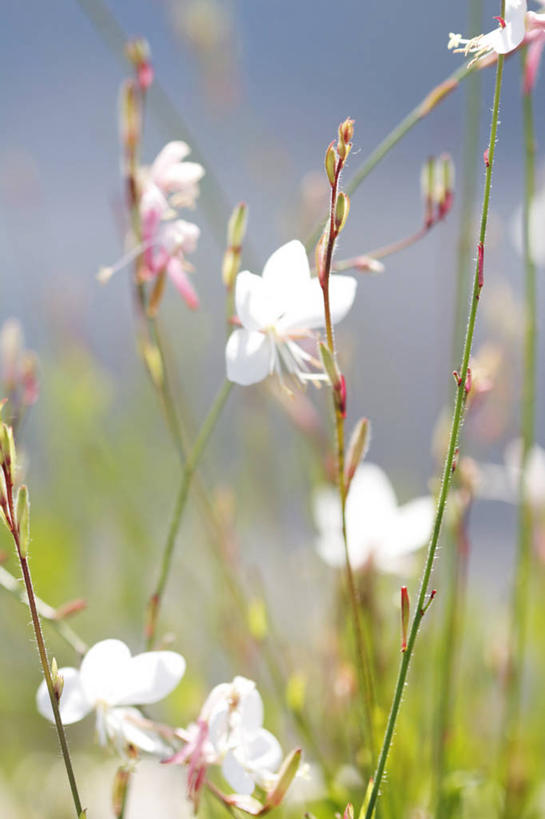 无人,竖图,室外,特写,白天,加拿大,庭院,茎,花,花瓣,白色,自然,摄影,脆弱,清新,彩图