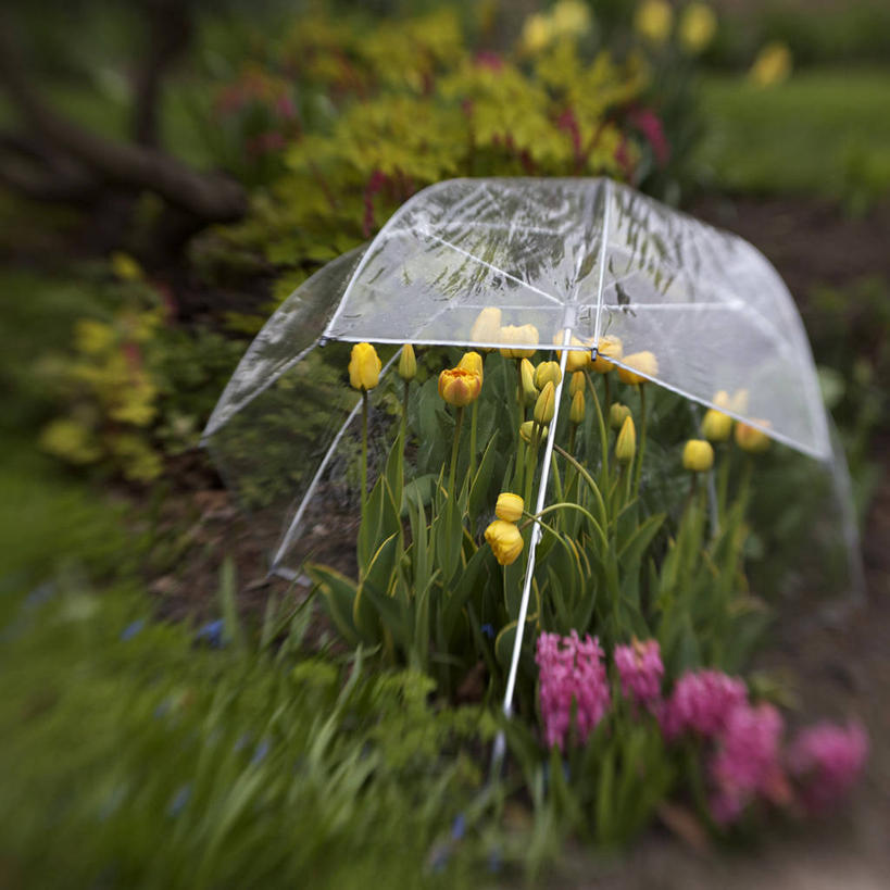 无人,方图,室外,白天,郁金香,加拿大,透明,伞,花,粉色,黄色,自然,摄影,保护,脆弱,清新,彩图