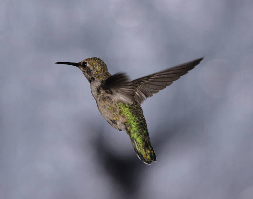 无人,横图,室外,特写,白天,侧面,蜂鸟,野生动物,美国,鸟类,飞,动物,摄影,拍打,加利福尼亚,彩图