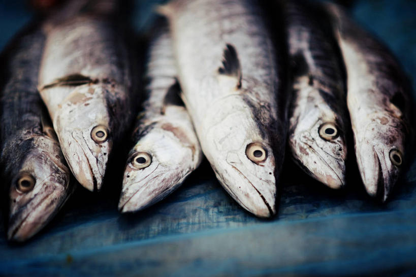 无人,横图,特写,桌子,马来西亚,一排,整齐,生食,鱼类,饮食,排列,蓝色,摄影,队列,清新,健康食物,彭亨州,海产,彩图