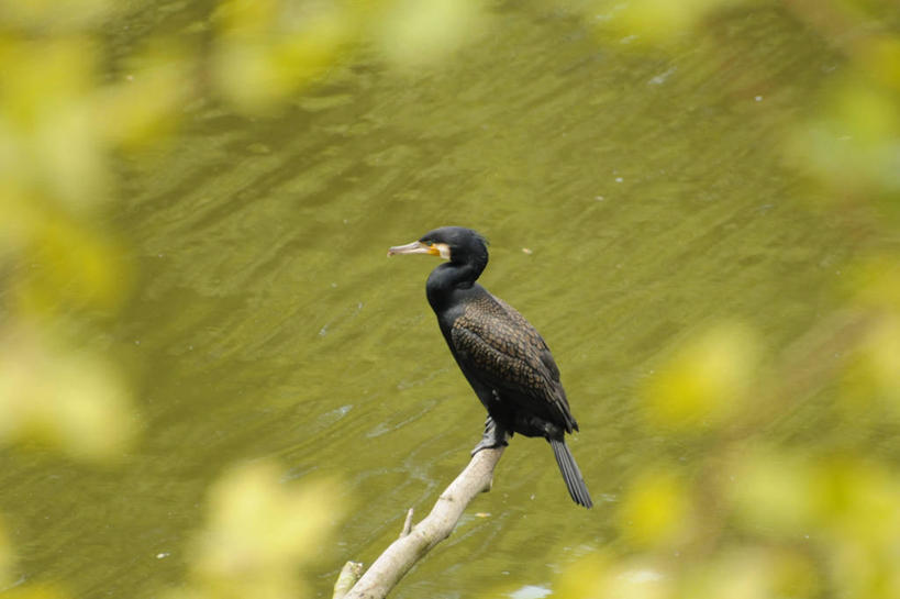 无人,横图,室外,特写,白天,侧面,野生动物,英国,鸬鹚,鸟类,枝,动物,摄影,栖息,彩图