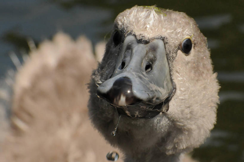 无人,横图,室外,特写,白天,野生动物,天鹅,英国,喝,鸟类,摄影,喙,彩图