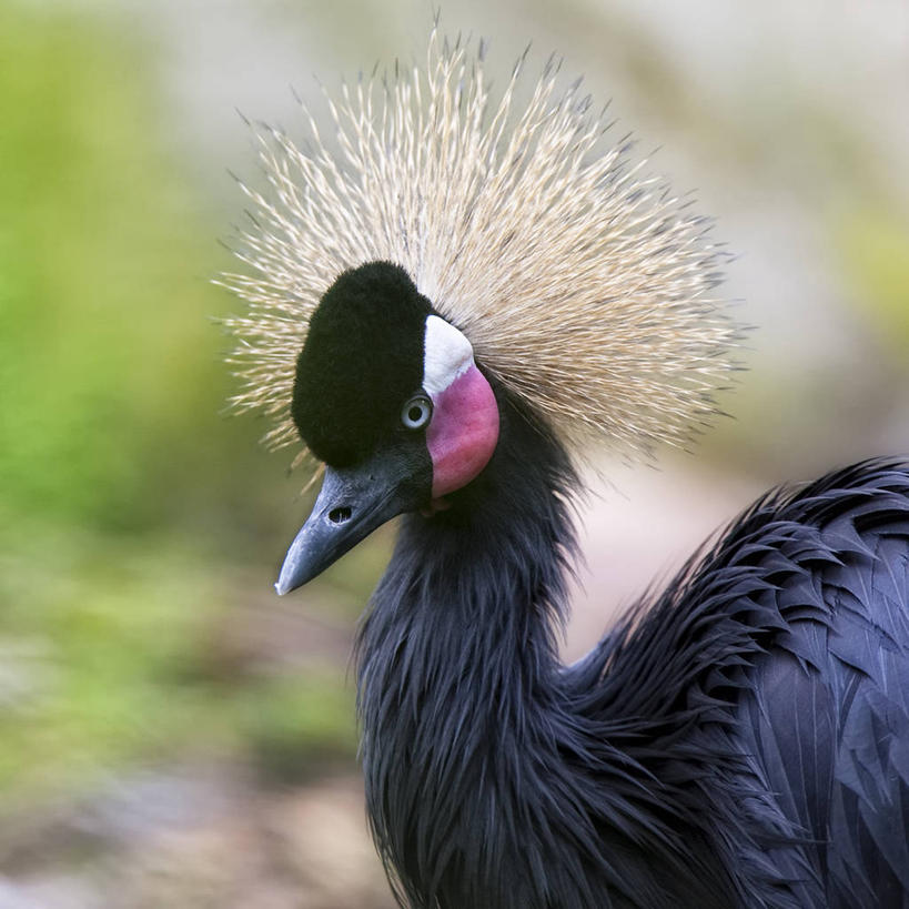 无人,方图,室外,特写,白天,侧面,野生动物,美国,鹤,鸟类,自然,动物,摄影,加利福尼亚,肖像,圣地牙哥市,彩图