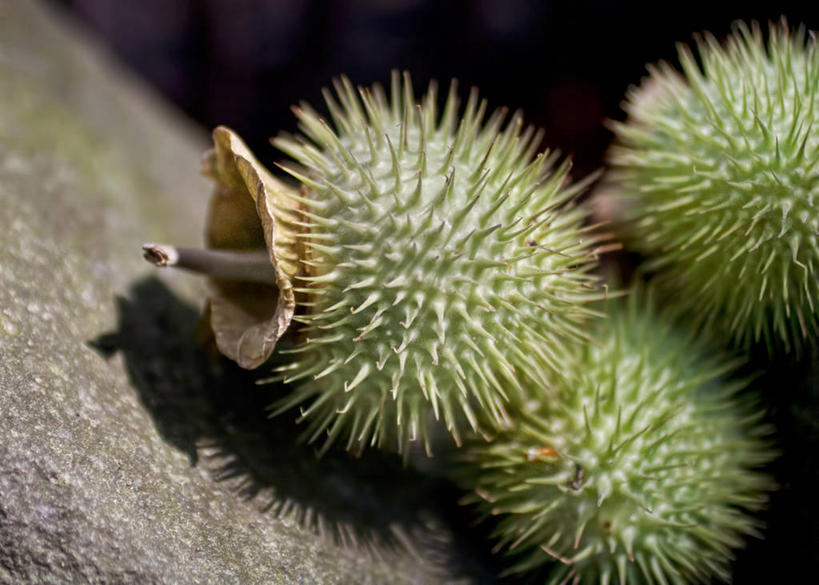 无人,横图,室外,特写,白天,美国,种子,自然,摄影,生长,北美,北美洲,荆棘,美洲,北卡罗来纳州,北亚美利加洲,亚美利加洲,北卡罗来纳,焦油脚根之州,黑油鞋根之州,老北州,彩图,美利坚合众国