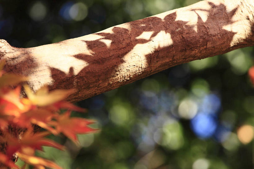 无人,横图,室外,白天,树林,叶子,日本,阴影,自然,摄影,脆弱,改变,枥木县,秋天,彩图