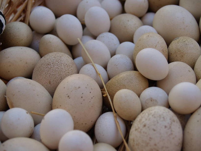 无人,横图,室外,西班牙,欧洲,许多,丰富,很多,饮食,摄影,多样,脆弱,南欧,西班牙王国,卵,阿拉贡,阿拉贡自治区,萨拉戈萨,萨拉戈萨省,彩图,全画面,全框架,全帧,全画幅