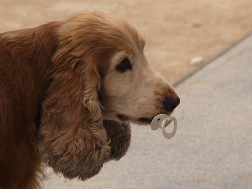 无人,横图,室外,特写,白天,街道,宠物,狗,西班牙,家畜,摄影,叼着,安抚奶嘴,彩图