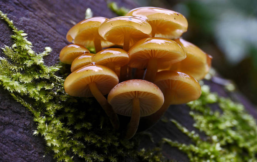 无人,横图,室外,特写,白天,叶子,英国,蘑菇,自然,摄影,生长,园林,脆弱,彩图,城堡岩