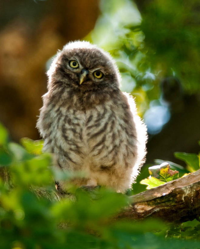 无人,竖图,室外,特写,白天,猫头鹰,鸟,野生动物,叶子,英国,鸟类,枝,动物,摄影,凶猛,残暴,凶残,鸮,枭,彩图