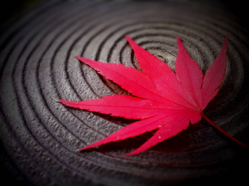 无人,横图,室内,特写,奈良县,日本,枫叶,摄影,脆弱,简单,改变,螺线,式样,彩图,禅宗