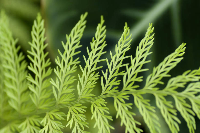 无人,横图,室内,特写,白天,新西兰,绿色,摄影,蕨类,脆弱,清新,柔和,复叶,彩图