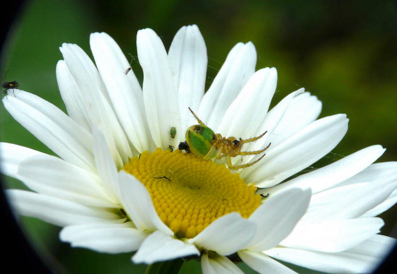 无人,横图,室外,特写,白天,野生动物,盛开,昆虫,蜘蛛,蜘蛛网,花蕾,雏菊,花,花瓣,花朵,鲜花,一朵,花苞,花蕊,摄影,雄蕊,清新,彩图