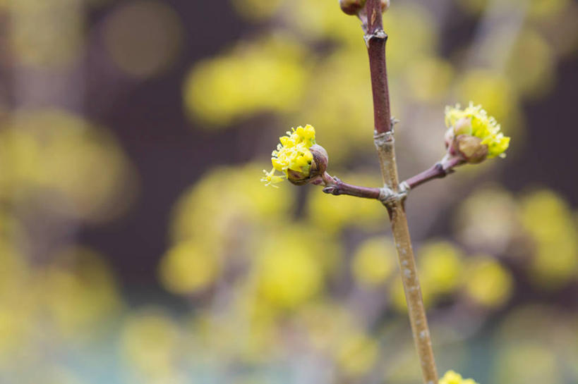 无人,横图,室外,特写,白天,樱花,加拿大,枝,花,摄影,生长,脆弱,清新,山茱萸,彩图