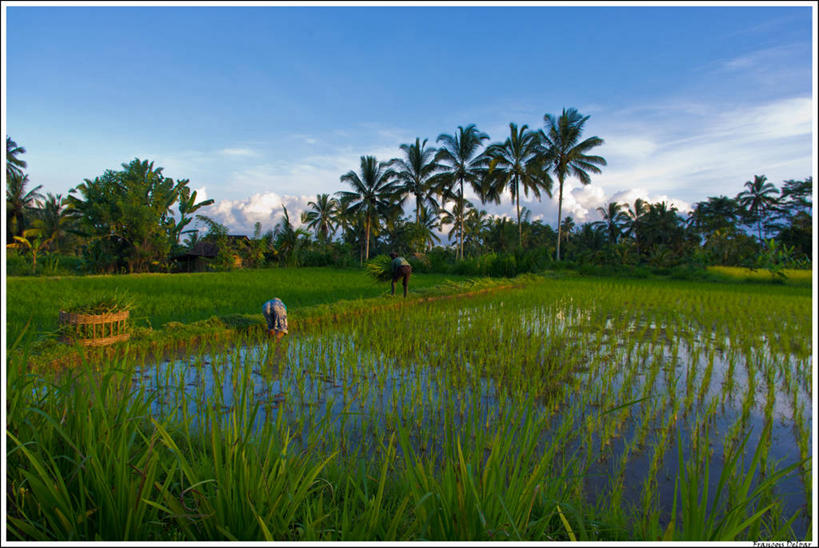 成年人,两个人,农民,横图,室外,白天,农业,水,印度尼西亚,弯腰,工作,稻田,云,树,天空,自然,摄影,生长,收获,努力,彩图,巴厘