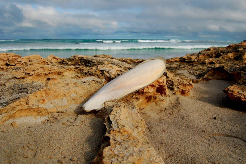 无人,横图,室外,白天,海洋,贝壳,澳大利亚,沙子,水平线,云,自然,波浪,摄影,宁静,岩层,袋鼠岛,海滩,岩石,彩图