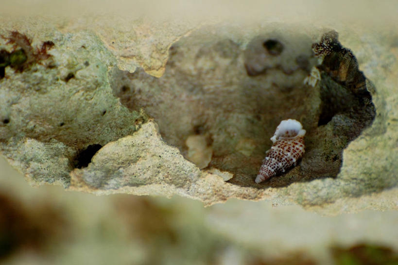 无人,横图,室外,白天,贝壳,首都,摄影,宁静,岩石,彩图,巴哈马群岛,拿骚