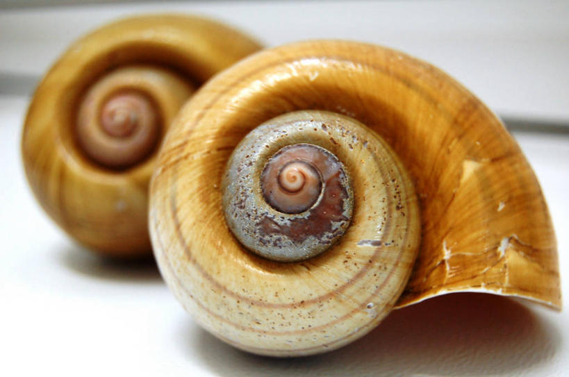 无人,横图,室内,特写,野生动物,巴西,蜗牛,动物,两只,摄影,里约热内卢,里约热内卢州,螺线,彩图