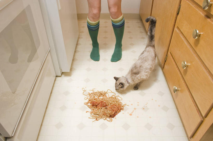 成年人,一个人,站,横图,室内,地板,宠物,猫,美国,仅一个年轻女性,仅一个女性,仅一个人,袜子,闻,饮食,绿色,家畜,摄影,加利福尼亚,萨克拉门托,年轻女性,女人,女性,年轻人,彩图,感知