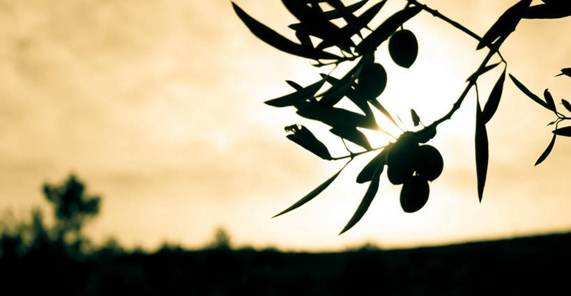 无人,横图,室外,留白,日落,橄榄,西班牙,云,枝,饮食,天空,摄影,生长,清新,剪影,健康食物,埃斯特雷马杜拉,彩图,油橄榄树