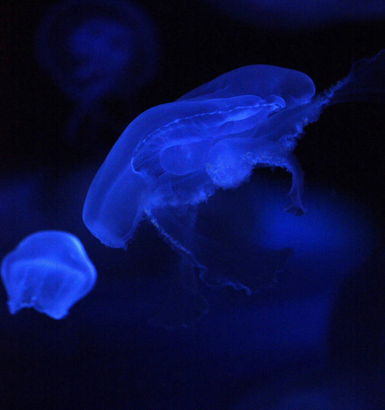 无人,竖图,特写,水下,英国,发光,鱼类,蓝色,摄影,约克郡,士嘉堡,水母,彩图