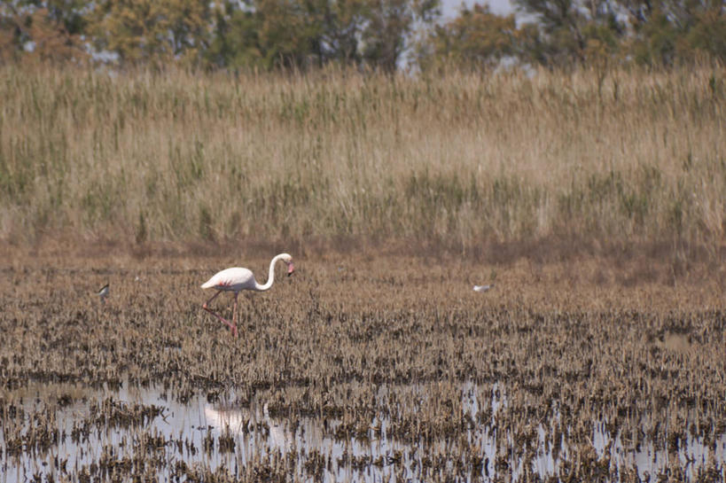 无人,横图,室外,白天,野生动物,法国,火烈鸟,鸟类,田地,草,自然,摄影,潘塔纳尔湿地,卡马尔格,彩图