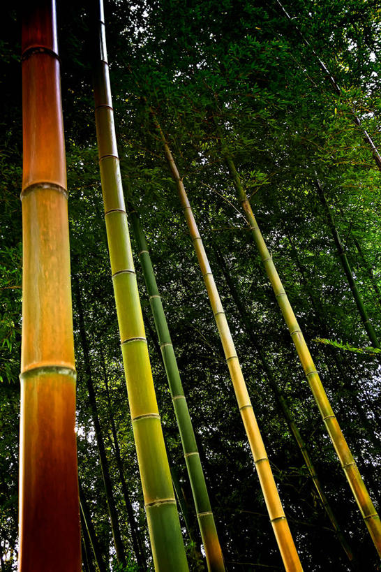 无人,竖图,室外,白天,新西兰,树,自然,摄影,生长,宁静,丰盛湾,彩图,陶朗加