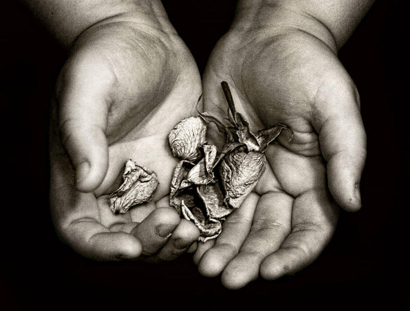 儿童,手,一个人,横图,黑白,特写,纯洁,美国,黑色背景,拿着,花瓣,干花,可爱,童年,童趣,摄影,部分,北美,北美洲,脆弱,加利福尼亚,美洲,童真,烂漫,无邪,加州,俄亥俄州,加利福尼亚州,金州,黄金州,北亚美利加洲,亚美利加洲,天真,影棚拍摄,美利坚合众国,阿拉梅达县,费利蒙,费利蒙市