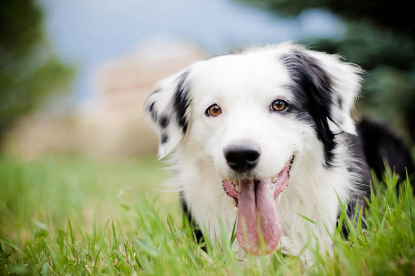 无人,横图,室外,白天,宠物,狗,美国,草,家畜,摄影,肖像,作画,边境牧羊犬,科罗拉多州,彩图