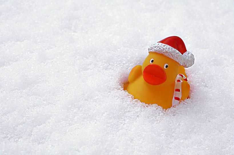 无人,横图,室外,特写,白天,游戏,雪,玩具,英国,圣诞节,鸭子,冬天,玩,娱乐,休闲,圣诞帽,橡胶,寒冷,童年,益智,摄影,活动,发泄,消遣,智力,橡胶制品,甘蔗糖,宣泄,橡胶小鸭,橡皮小鸭,想法,柴郡,玩耍,嬉戏,彩图