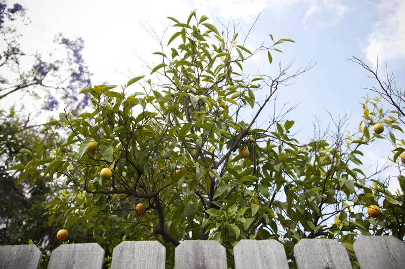 无人,横图,室外,白天,仰视,杏,水果,美国,篱笆,云,枝,饮食,树,天空,自然,摄影,生长,北美,北美洲,清新,加利福尼亚,美洲,加州,洛杉矶,加利福尼亚州,金州,黄金州,杏树,北亚美利加洲,亚美利加洲,天使之城,彩图,低角度拍摄,县治,洛杉矶县,美利坚合众国,洛城