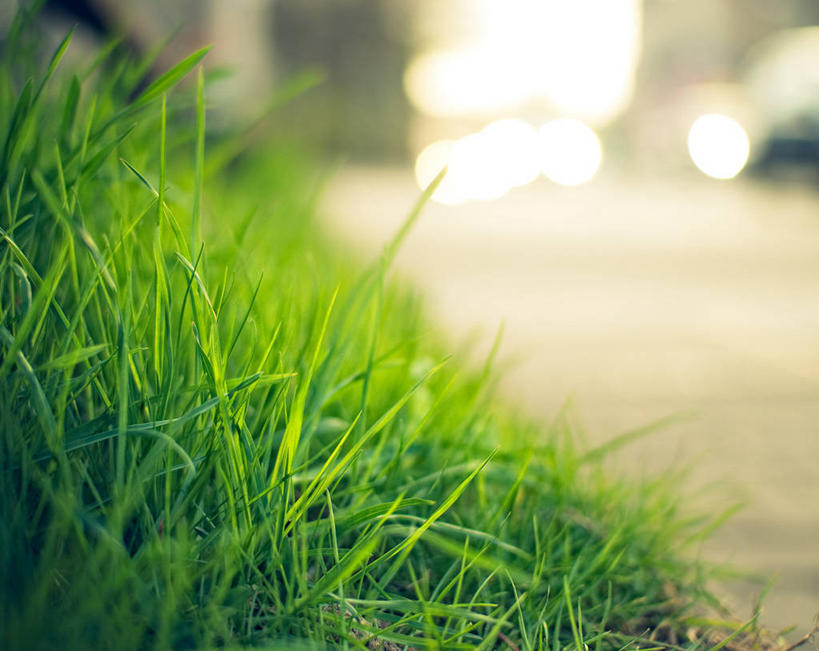 无人,横图,室外,特写,日落,德国,草,绿色,自然,摄影,生长,脆弱,彩图,开姆尼茨