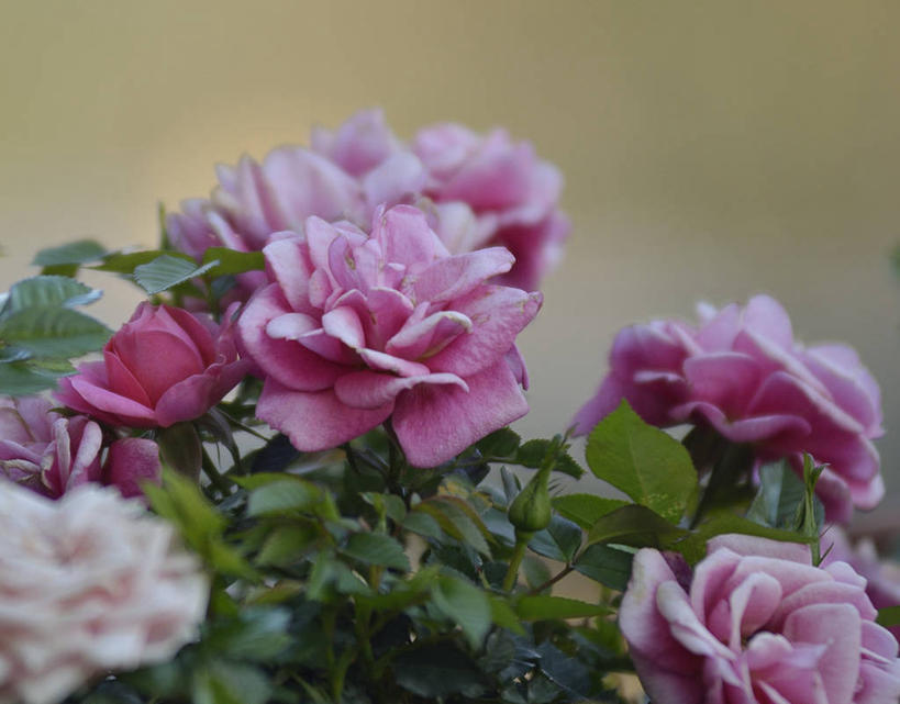 无人,横图,室内,特写,美景,叶子,意大利,景观,花,花瓣,粉色,绿色,自然,春天,景色,摄影,脆弱,清新,自然风光,卡塔尼亚,彩图