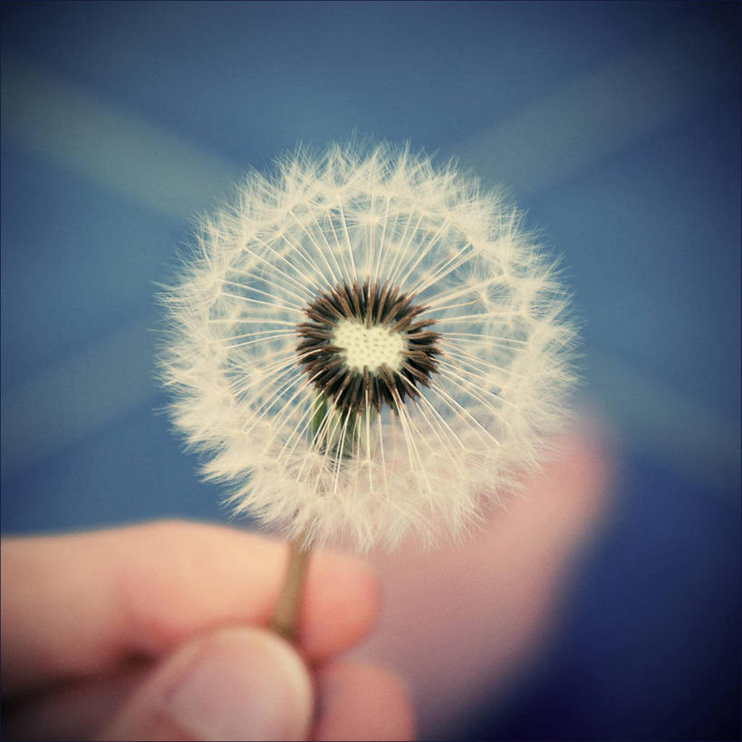 手,一个人,横图,特写,蒲公英,德国,盛开,花蕾,拿着,花,花瓣,花朵,鲜花,一朵,花苞,花蕊,手指,摄影,部分,脆弱,清新,勃兰登堡州,彩图,晕影