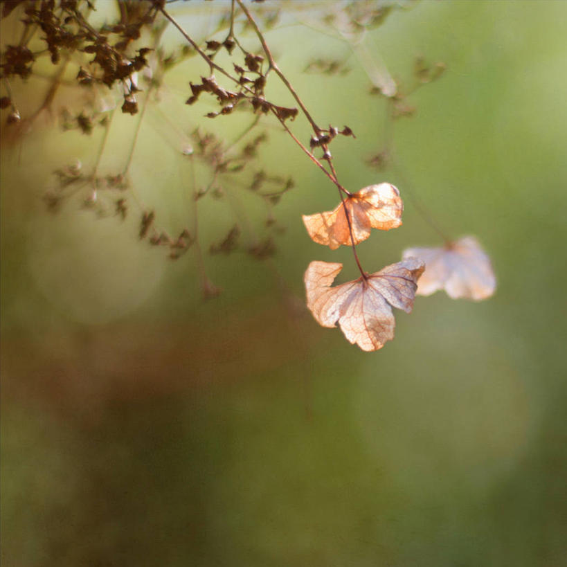 无人,方图,室外,特写,白天,骄傲,八仙花,新西兰,枝,花,自然,干花,绣球花,摄影,紫阳花,洋绣球,脆弱,草绣球,斗球,七变化,粉团花,善变,彩图