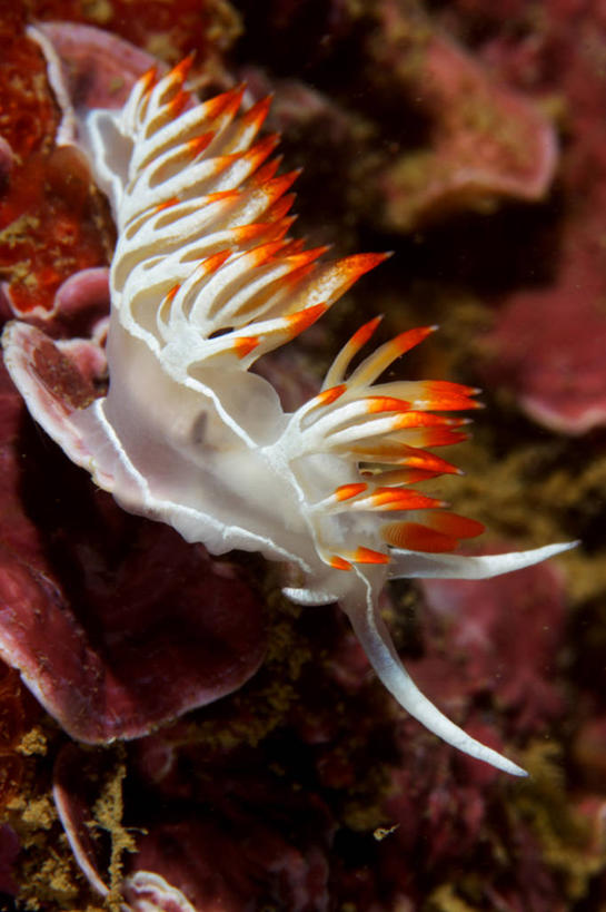 无人,竖图,水下,石头,葡萄牙,海蛞蝓,贝类,珊瑚,石子,闻,海洋生物,爬,摄影,软体动物,海兔,藻类,水生动物,水生物,海底动物,石灰岩,海兔螺,石块,岩石,彩图,灰岩,碳酸盐岩