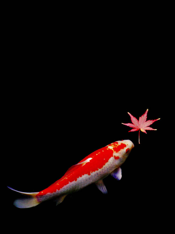 无人,竖图,特写,留白,锦鲤,东京,日本,黑色背景,生食,枫叶,首都,鱼类,饮食,摄影,清新,健康食物,海产,彩图,影棚拍摄