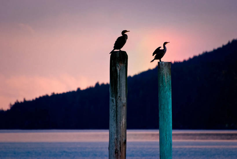 无人,横图,室外,彩虹,野生动物,美国,木制,鸬鹚,鸟类,风景,天空,黄昏,动物,两只,木桩,摄影,宁静,剪影,华盛顿州,彩图