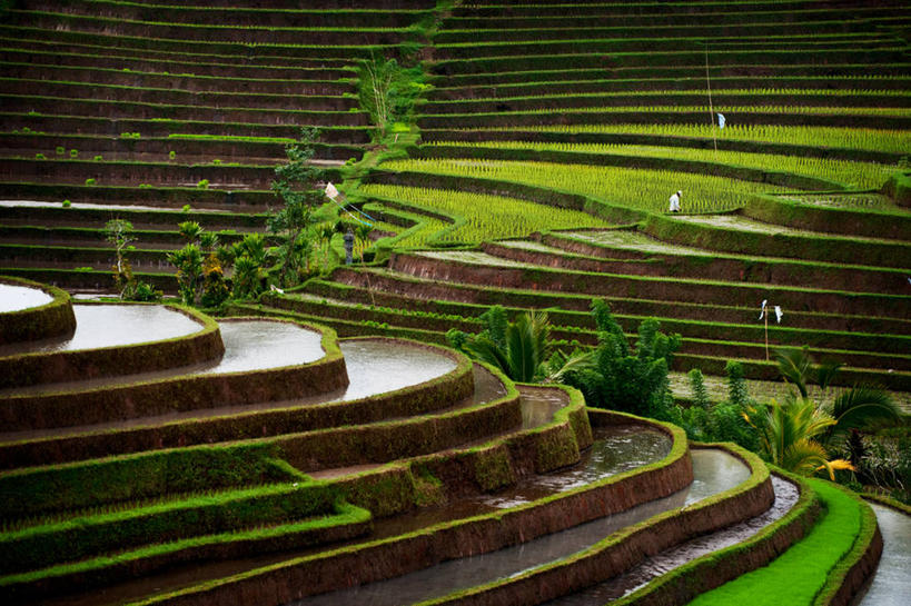 横图,室外,白天,农业,梯田,美景,水,印度尼西亚,稻田,景观,树,自然,景色,摄影,生长,自然风光,彩图,巴厘