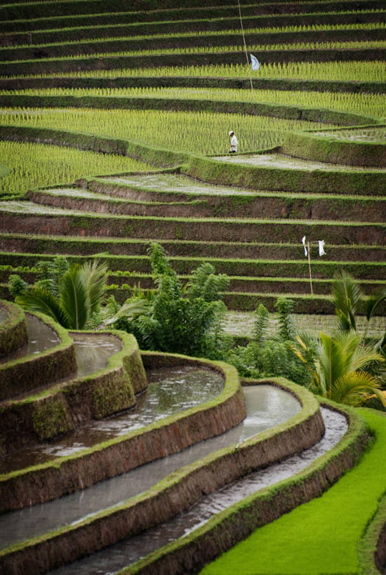竖图,室外,白天,农业,梯田,美景,印度尼西亚,稻田,景观,自然,景色,摄影,生长,自然风光,种植园,彩图,巴厘
