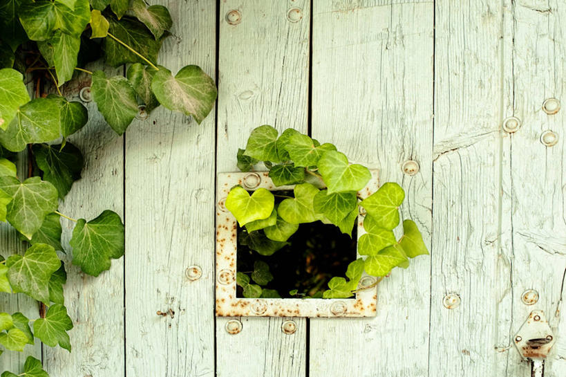 无人,横图,室外,白天,门,叶子,欧洲,木制,大门,庭院,摄影,生长,脆弱,清新,伊斯坦布尔,彩图