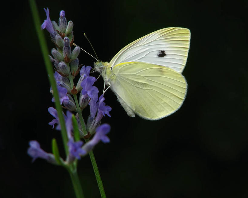 无人,横图,爱情,野生动物,蝴蝶,美国,黑色背景,浪漫,花朵,香草,薰衣草,摄影,脆弱,清新,呼吸,亚特兰大,灵香草,黄香草,奇迹,白蝴蝶,彩图,影棚拍摄