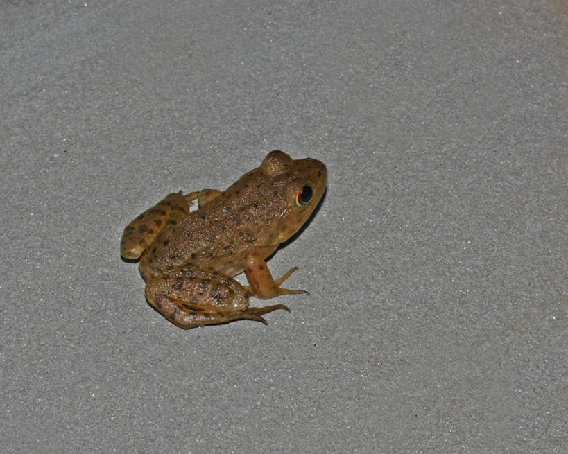 无人,横图,室外,夜晚,野生动物,美国,绿色,动物,摄影,青铜,彩图