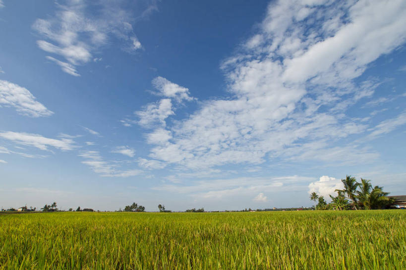 无人,横图,室外,白天,农业,美景,马来西亚,稻田,景观,云,树,风景,天空,自然,景色,摄影,宁静,自然风光,雪兰莪州,彩图