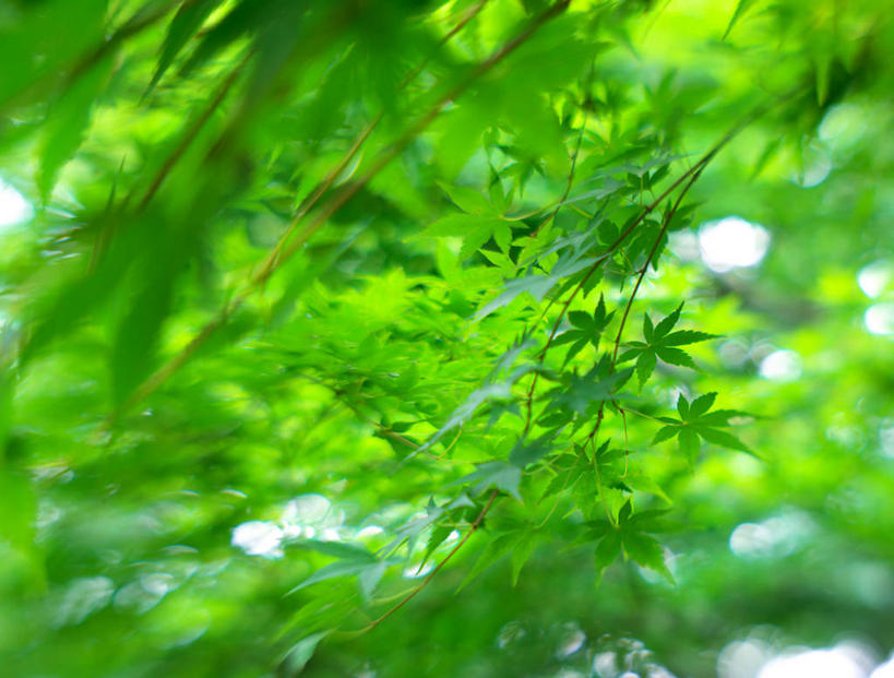 无人,横图,室外,特写,白天,叶子,东京,日光,日本,枫叶,枝,首都,绿色,自然,摄影,生长,脆弱,清新,鸡爪枫,彩图