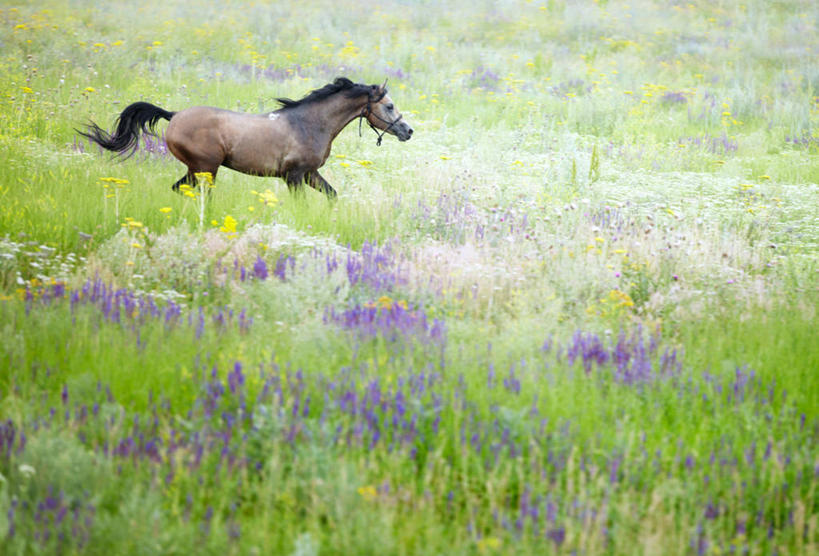 无人,跑,横图,室外,白天,侧面,马,哈萨克斯坦,田地,草,花,自然,家畜,摄影,阿拉木图,彩图